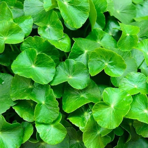 Centella Asiatica